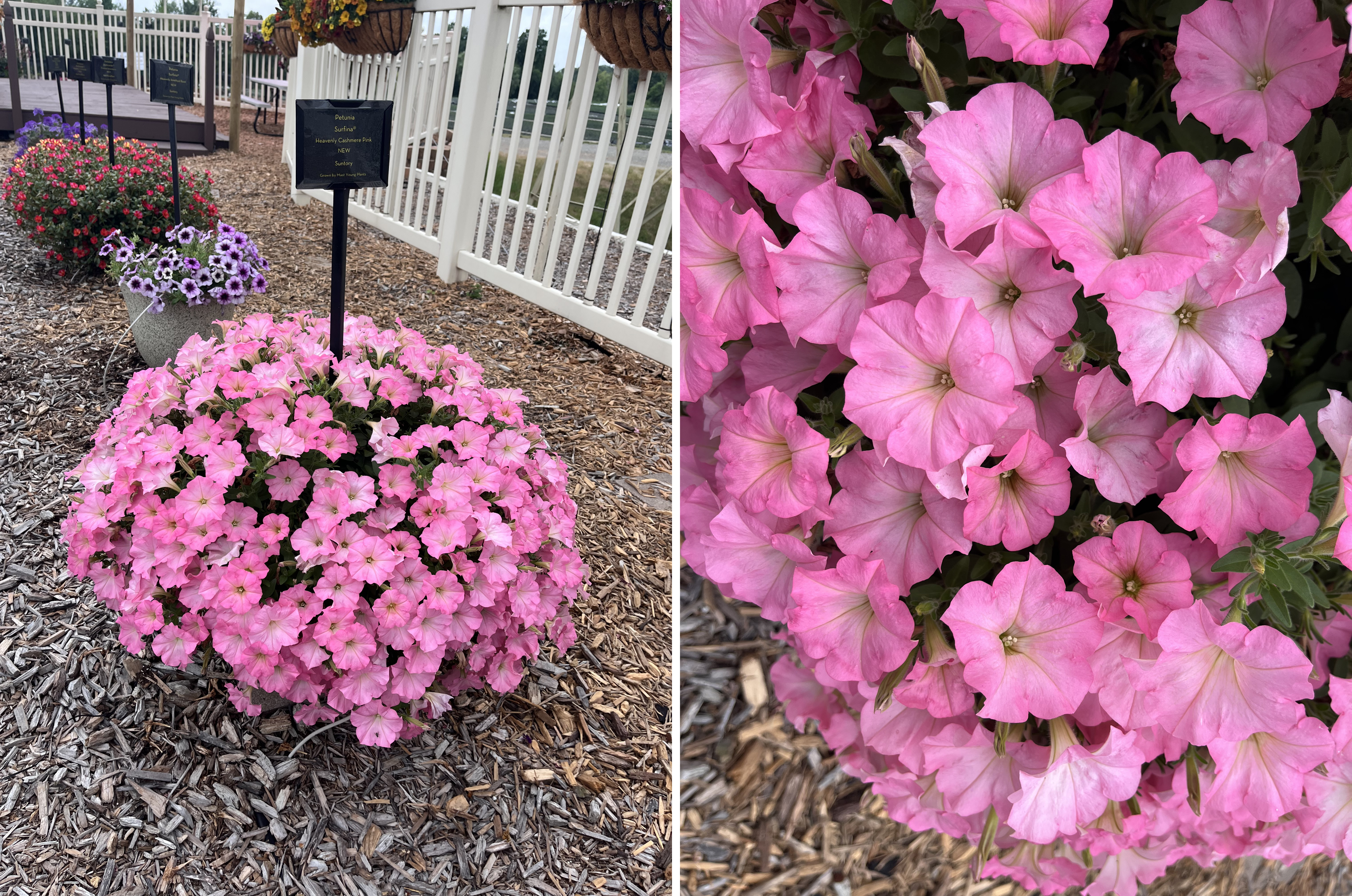 Two views of petunias in trial gardens. Left: A mound of soft pink petunias in a container with a plant sign. Right: A close-up of the pink blossoms with delicate veining and yellow centers.